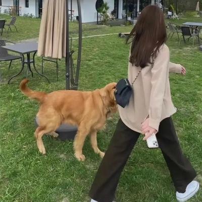 黑帮女婿